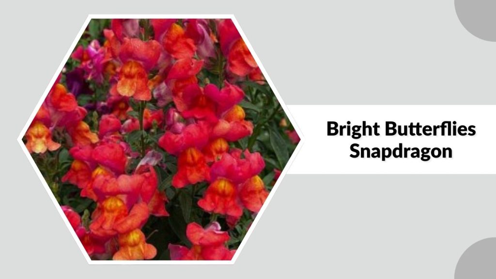 Bright Butterflies Snapdragon