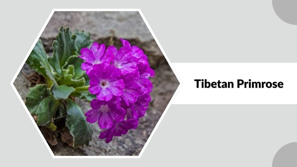 Tibetan Primrose