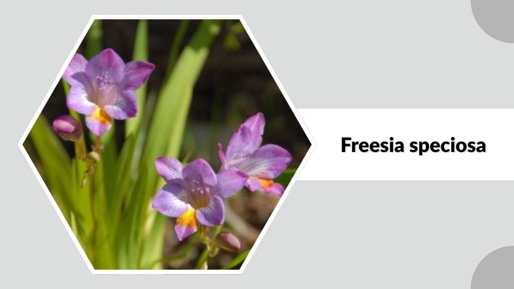 Freesia speciosa