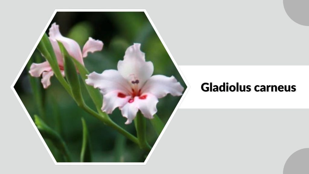 Gladiolus carneus