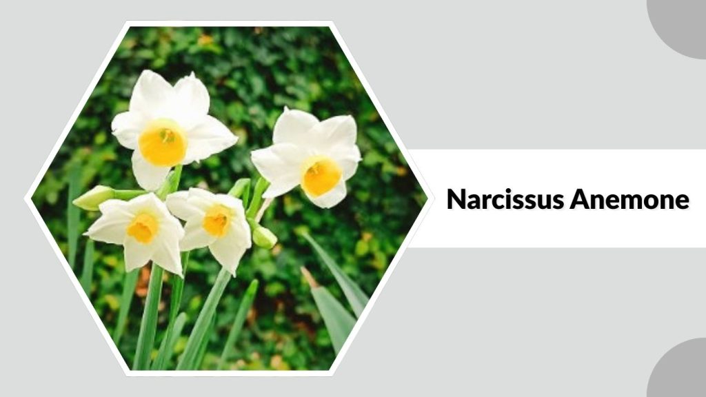 Narcissus Anemone