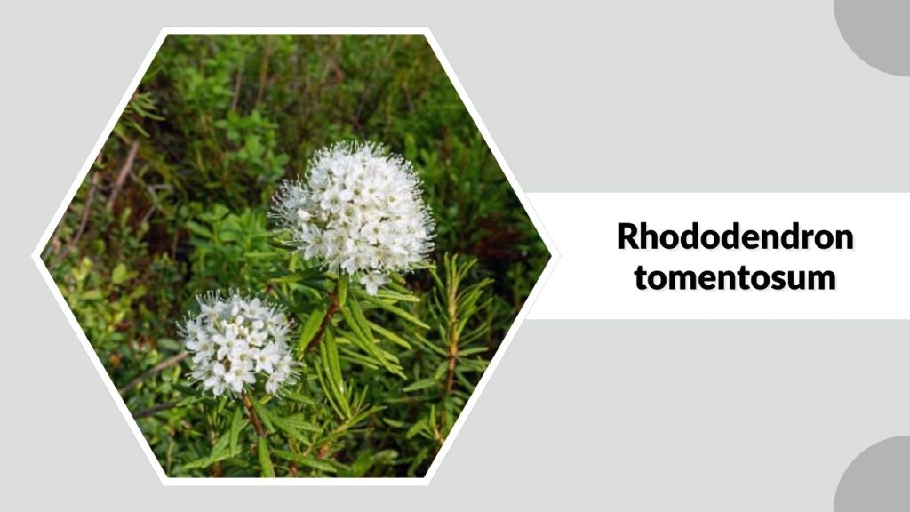 Rhododendron tomentosum