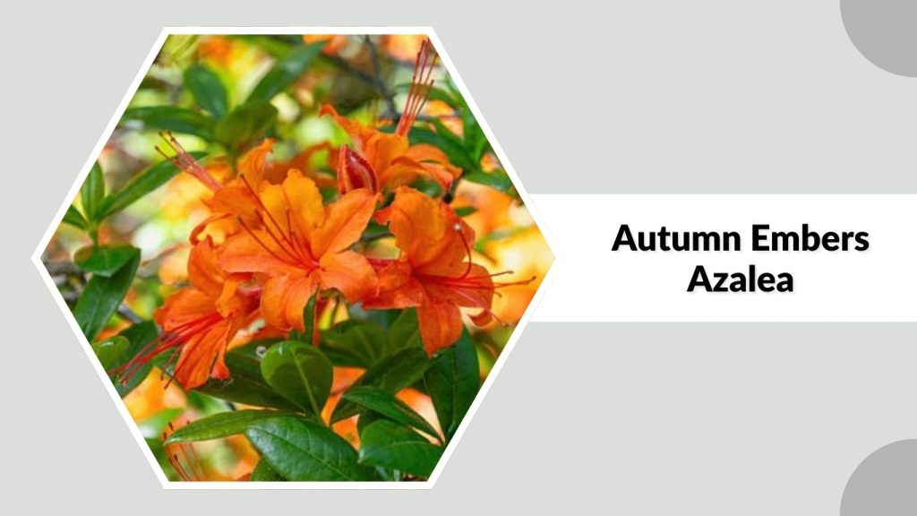  Autumn Embers Azalea