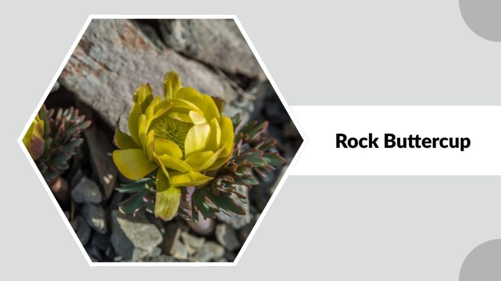 Rock Buttercup