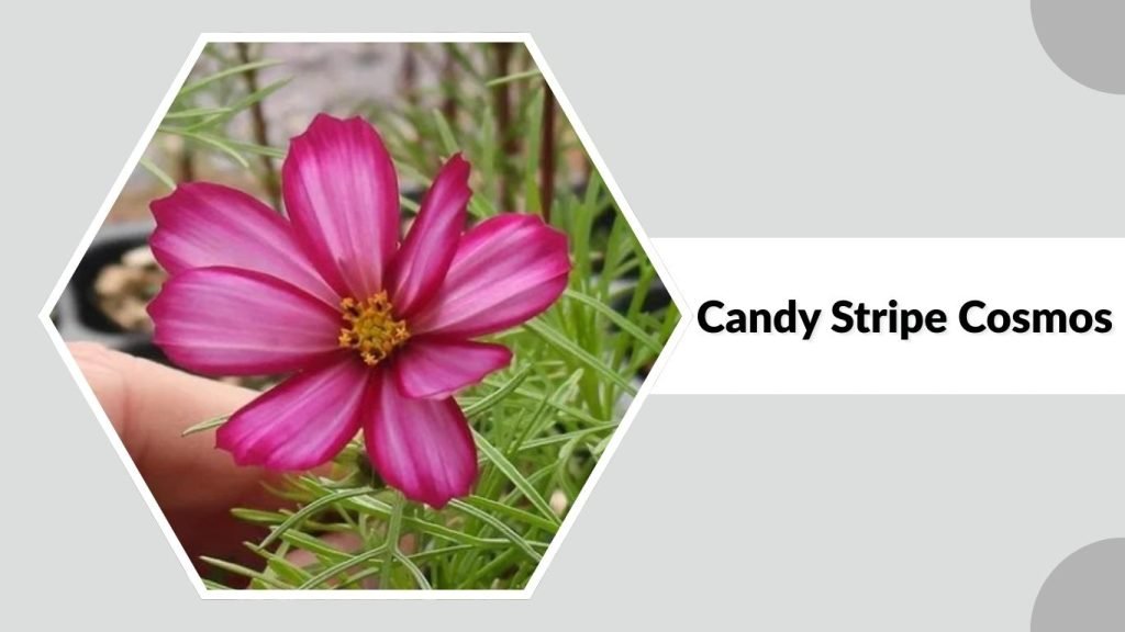 Candy Stripe Cosmos