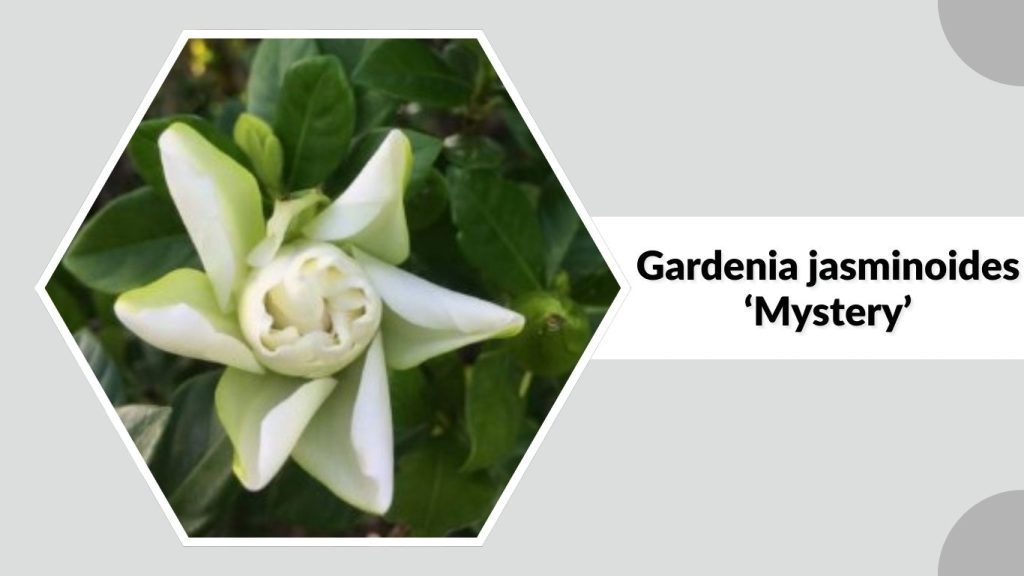 Gardenia jasminoides ‘Mystery’