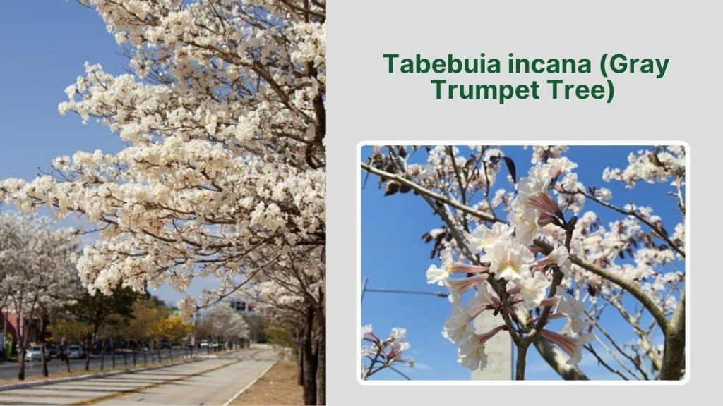  Tabebuia incana (Gray Trumpet Tree)
