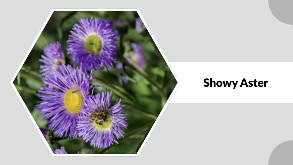 Showy Aster