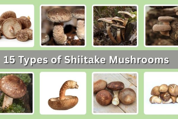 15 Types of Shiitake Mushrooms: Identification with Pictures