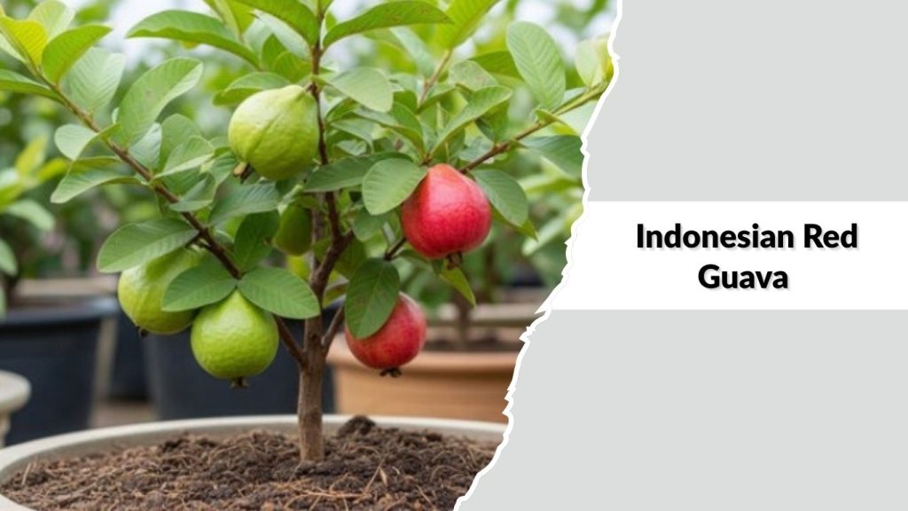 Indonesian Red Guava