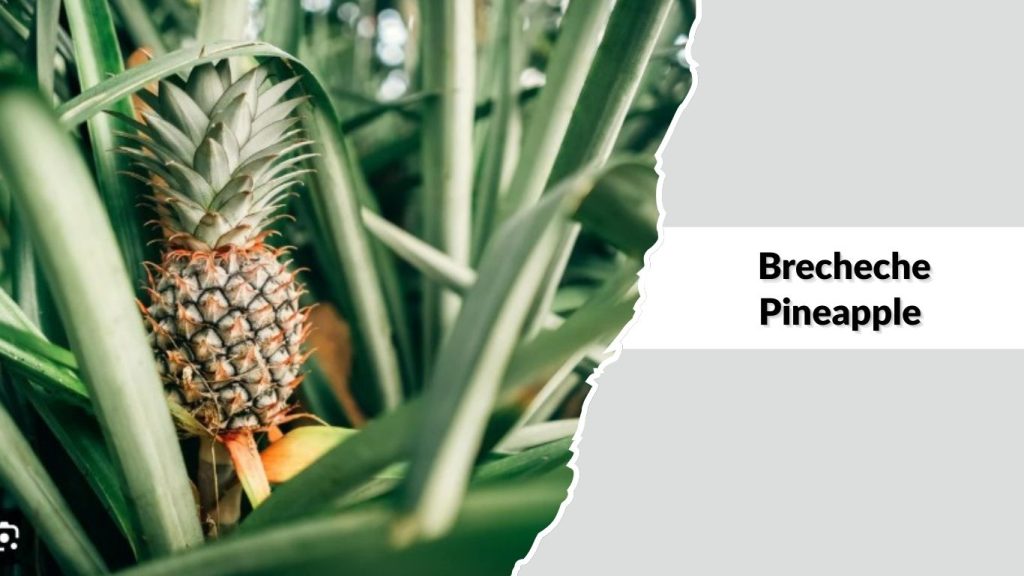 Brecheche Pineapple