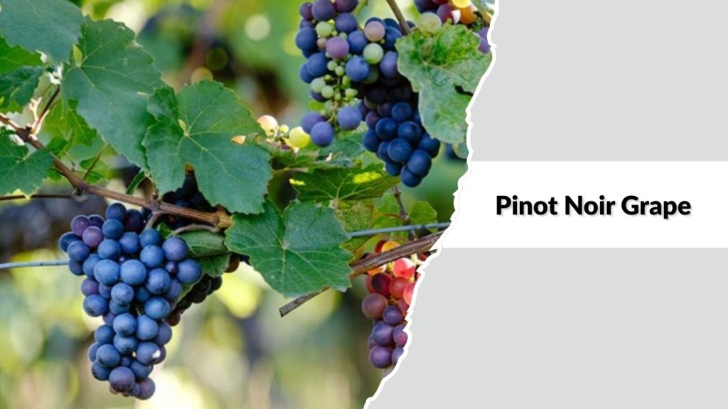Pinot Noir Grape