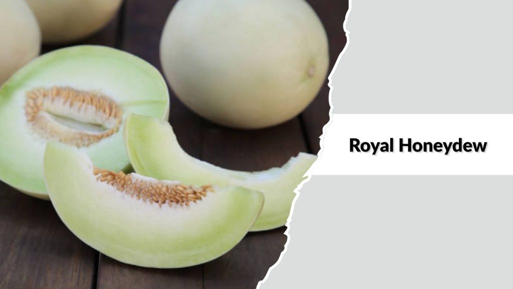 Royal Honeydew