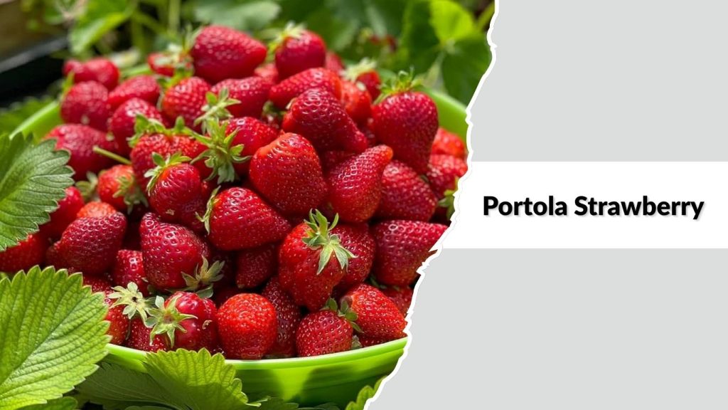 Portola Strawberry