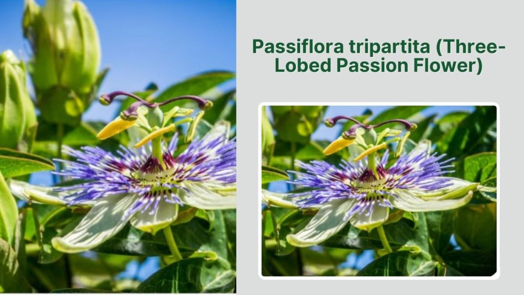 Passiflora tripartita (Three-Lobed Passion Flower)
