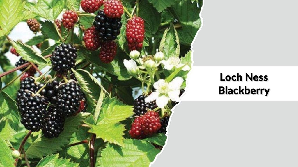  Loch Ness Blackberry