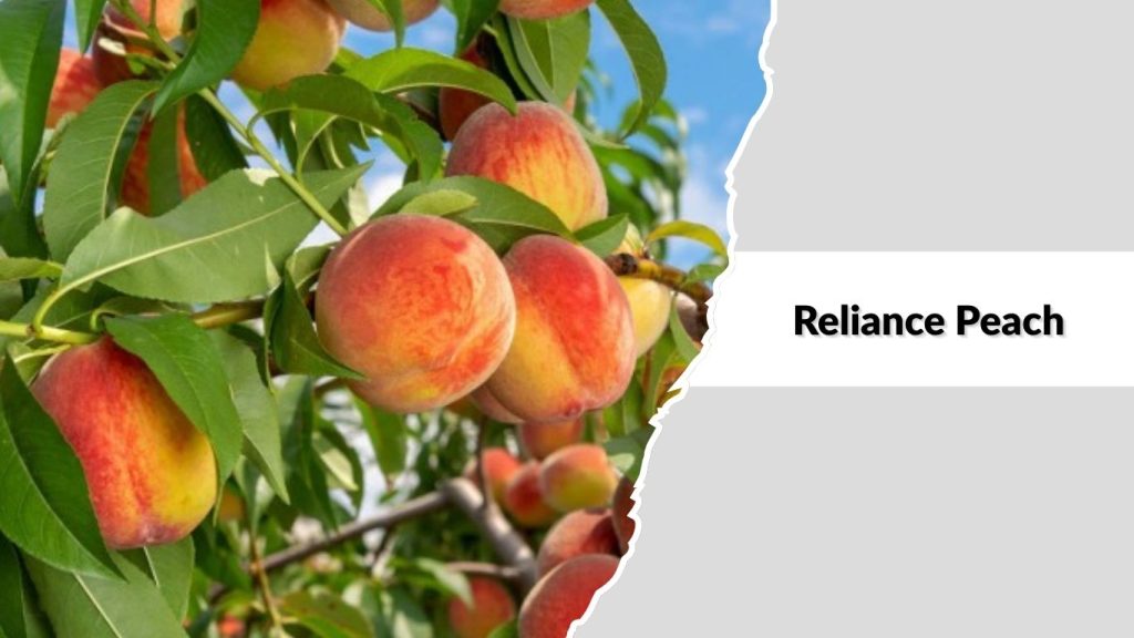Reliance Peach