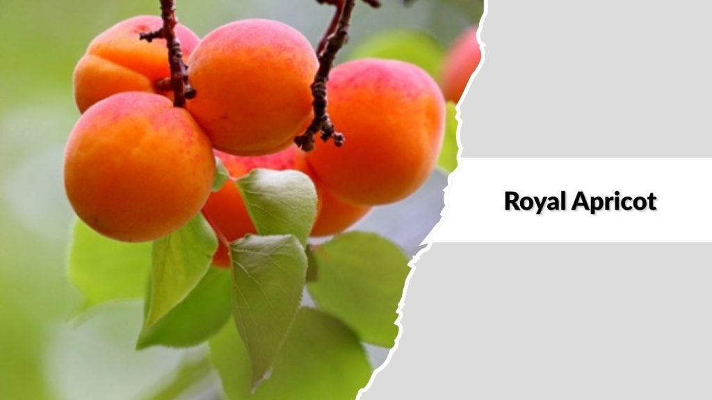 Royal Apricot