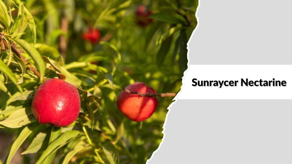 Sunraycer Nectarine