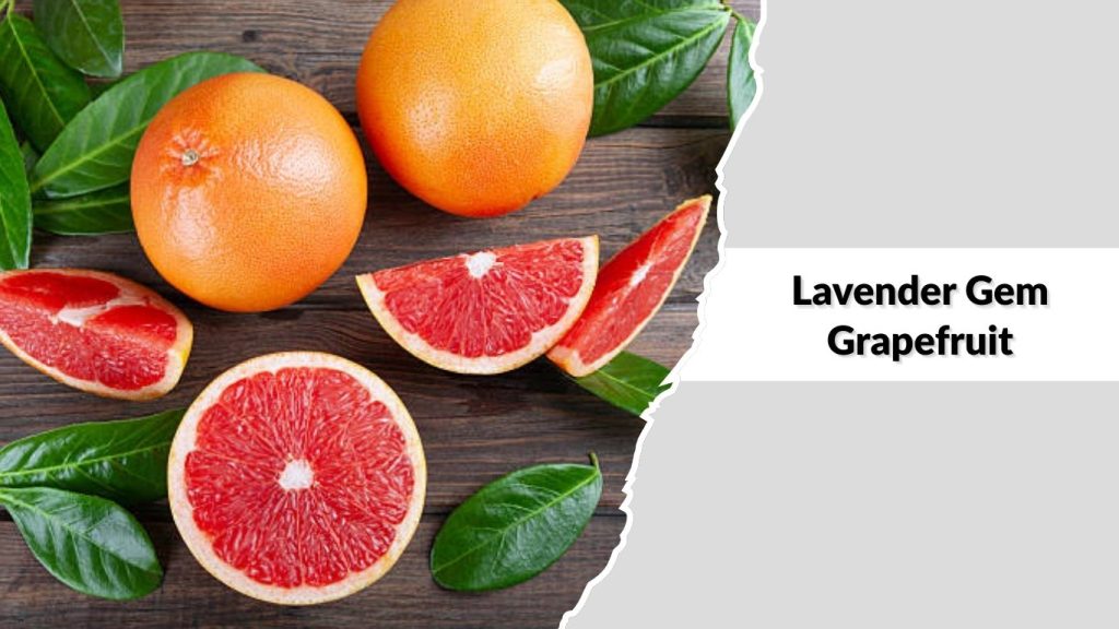 Lavender Gem Grapefruit