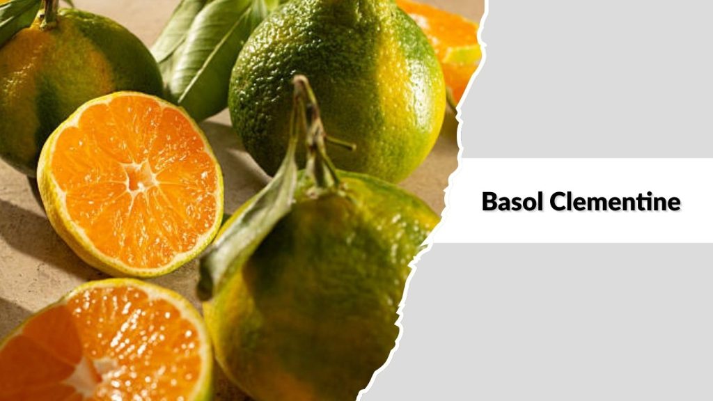 Basol Clementine