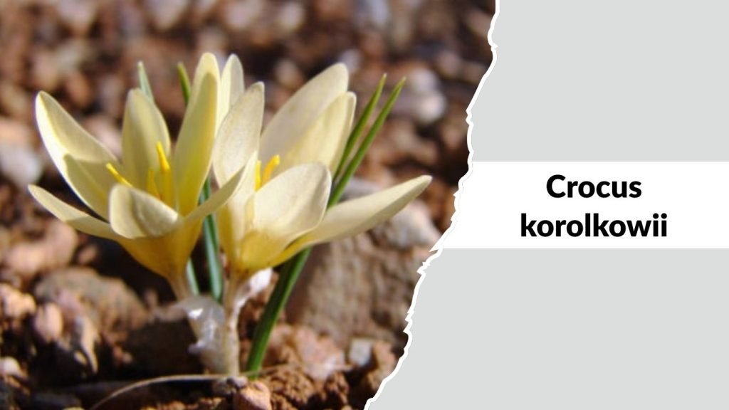 Crocus korolkowii