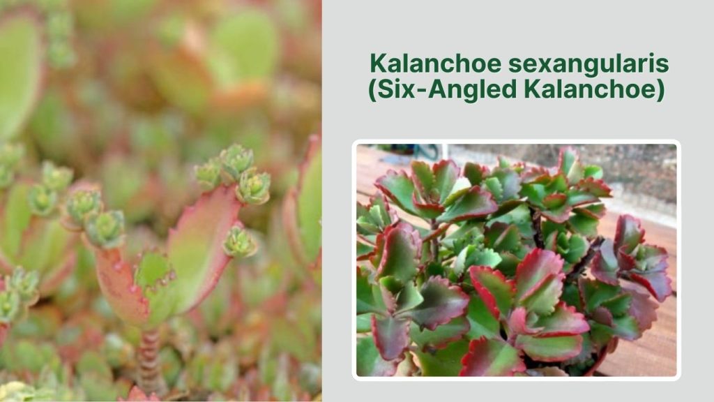  Kalanchoe sexangularis (Six-Angled Kalanchoe)