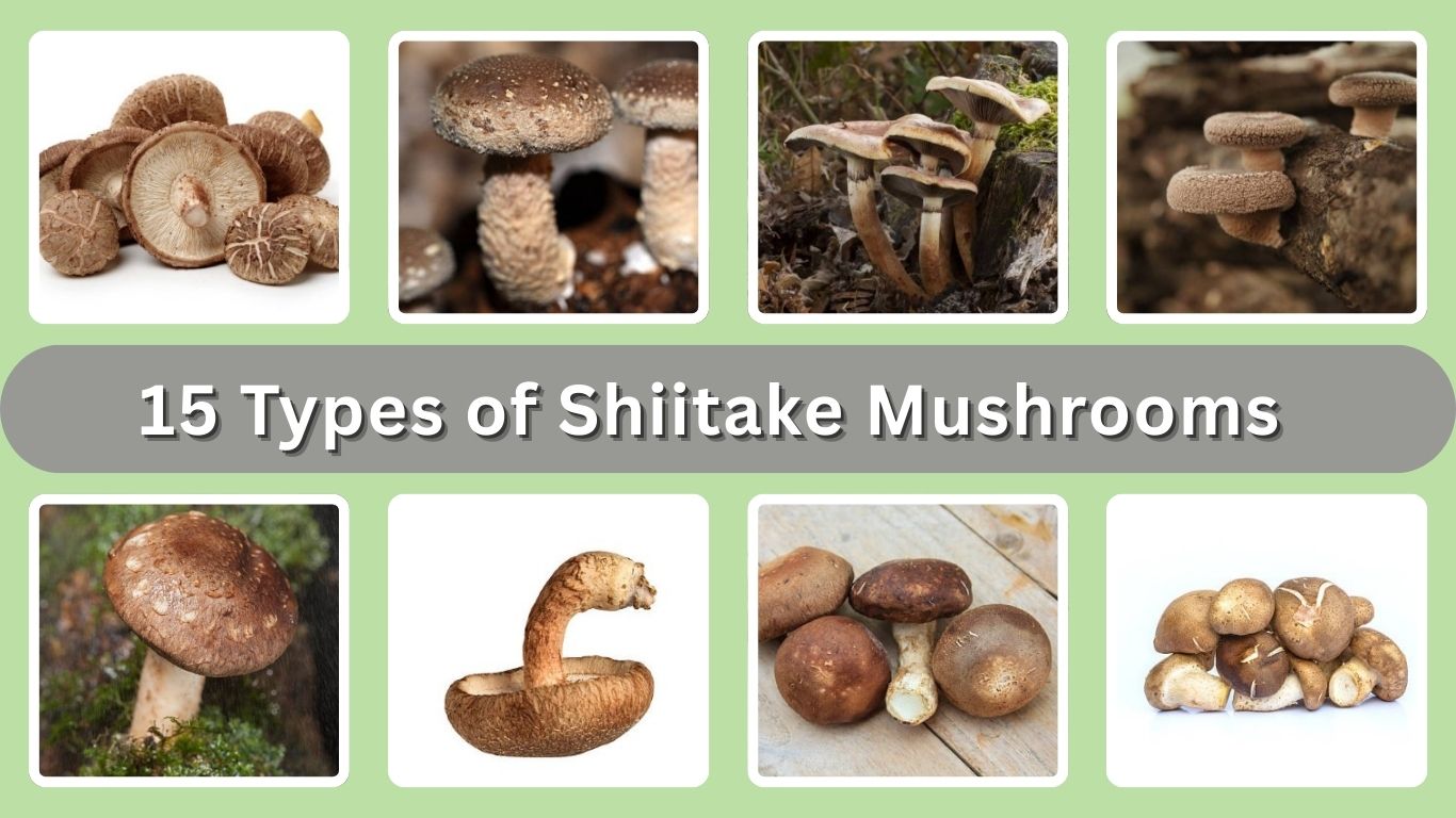 15 Types of Shiitake Mushrooms: Identification with Pictures