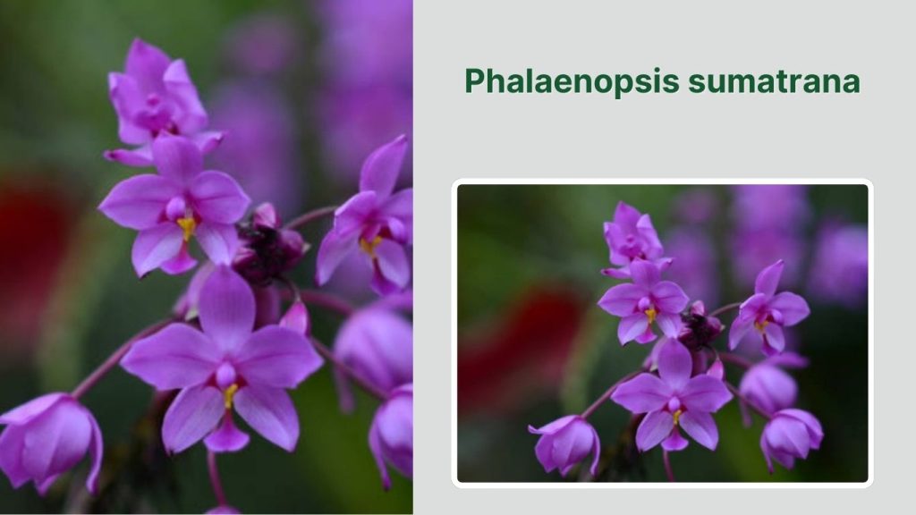 Phalaenopsis sumatrana