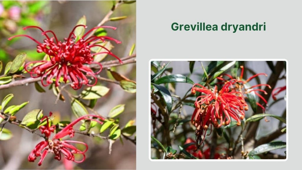Grevillea dryandri