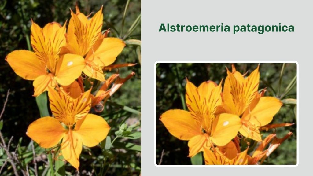 Alstroemeria patagonica