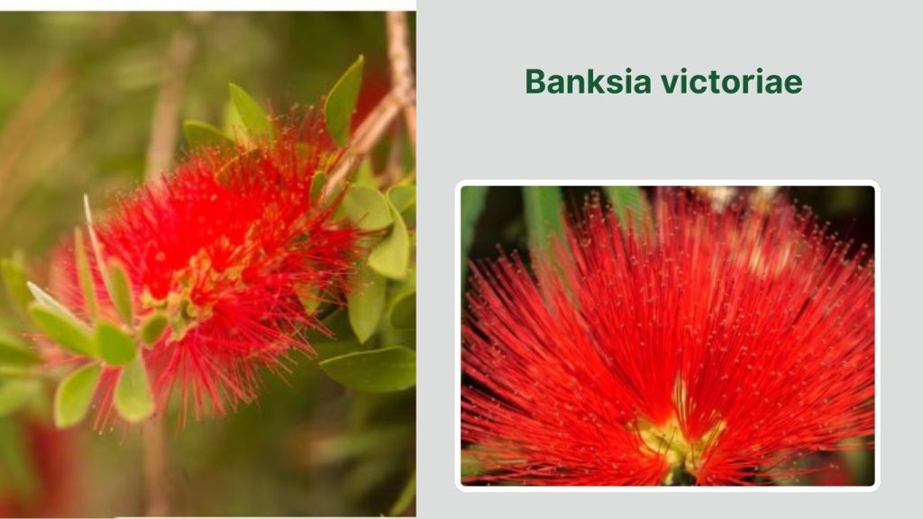 Banksia victoriae 