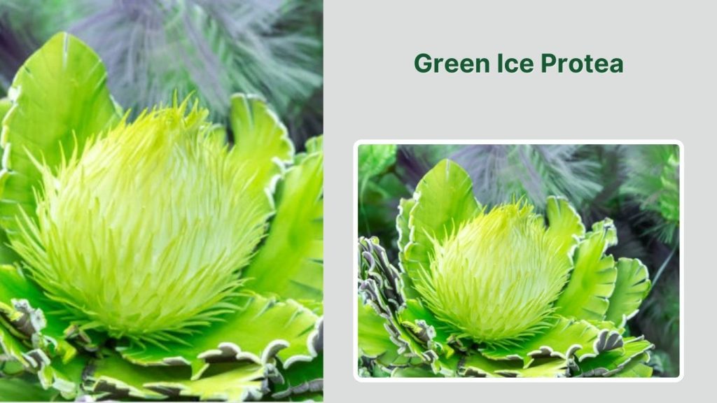 Green Ice Protea 