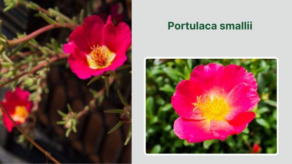 Portulaca smallii