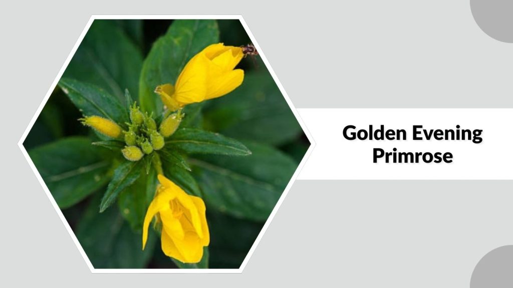 Golden Evening Primrose