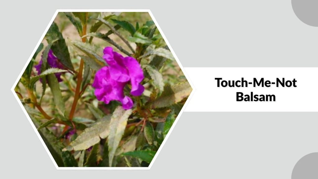 Touch-Me-Not Balsam