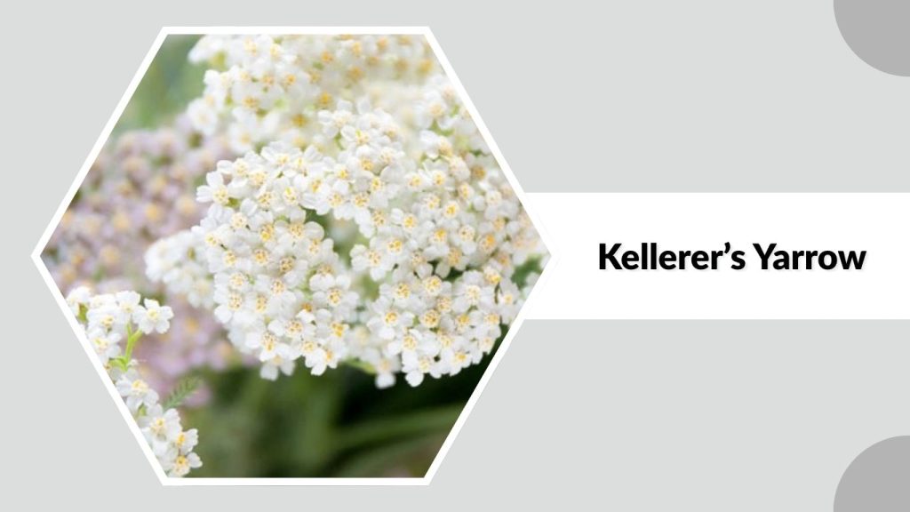 Kellerer’s Yarrow