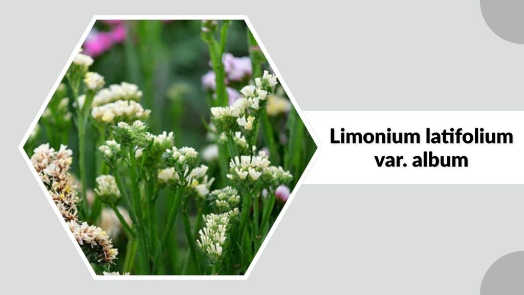 Limonium latifolium var. album