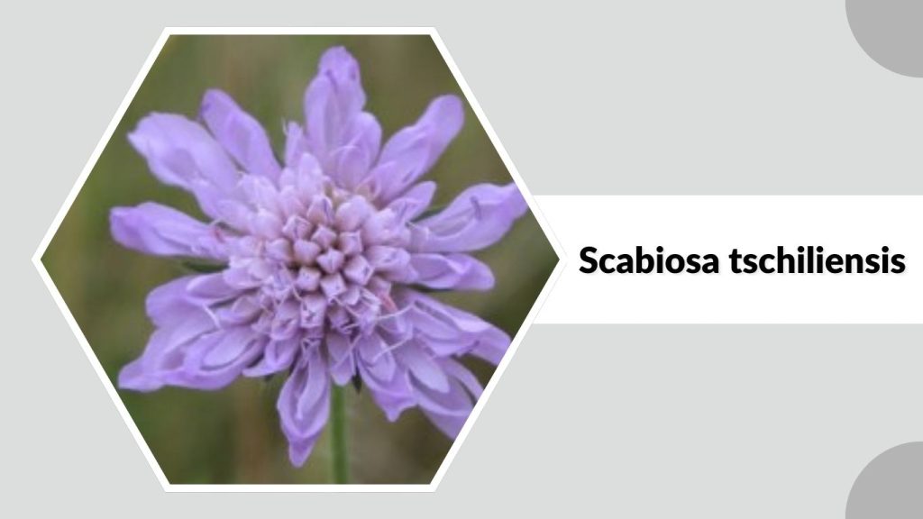 Scabiosa tschiliensis