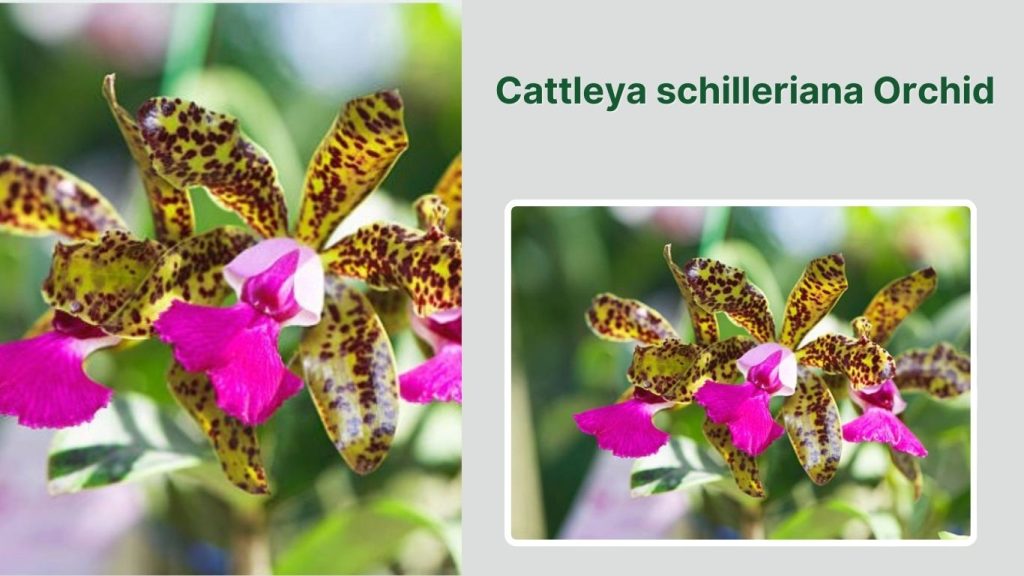 Cattleya schilleriana Orchid