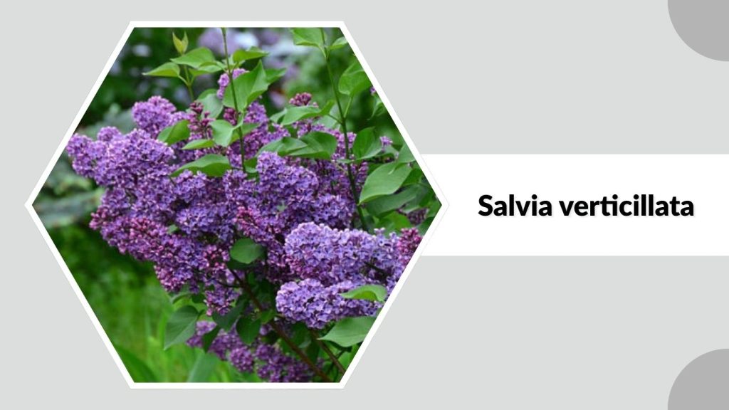 Salvia verticillata