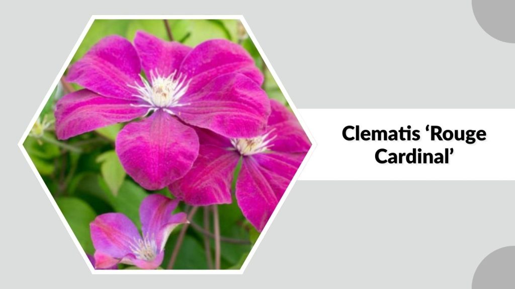 Clematis ‘Rouge Cardinal’