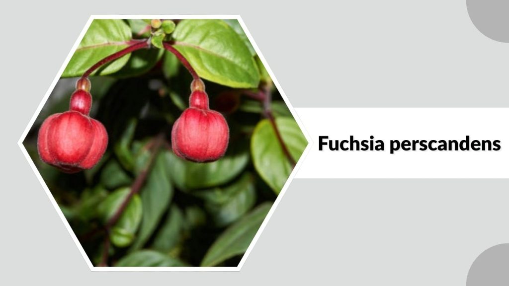 Fuchsia perscandens