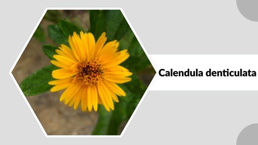 Calendula denticulata 