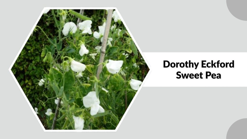 Dorothy Eckford Sweet Pea