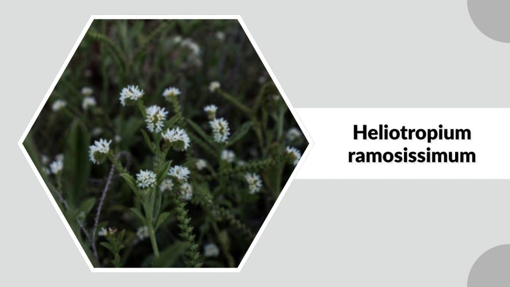 Heliotropium ramosissimum