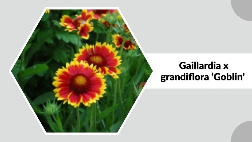 Gaillardia x grandiflora ‘Goblin’