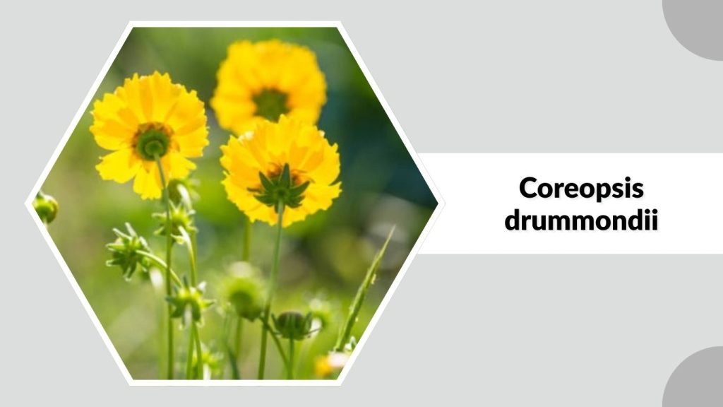 Coreopsis drummondii