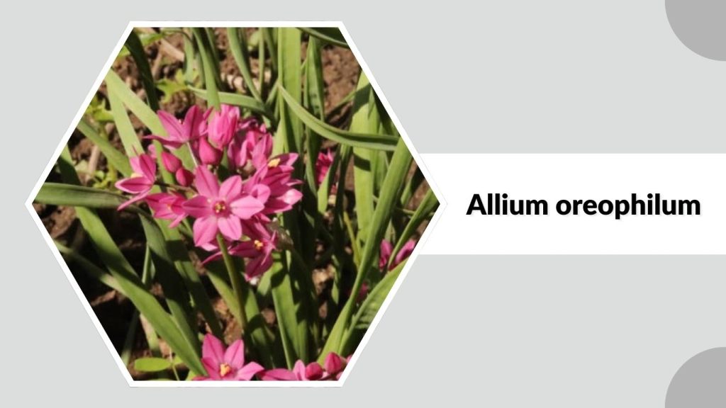 Allium oreophilum