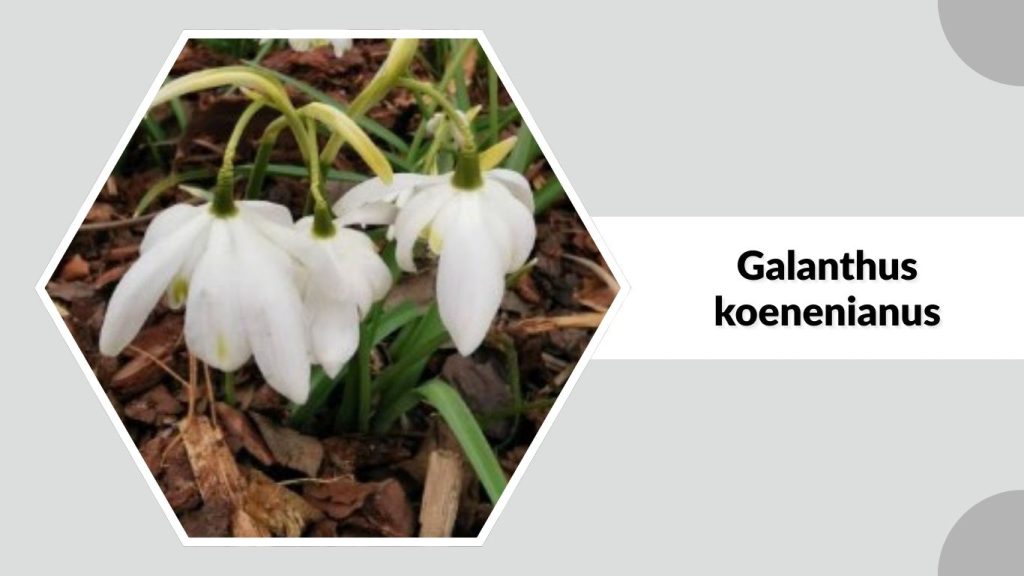 Galanthus koenenianus
